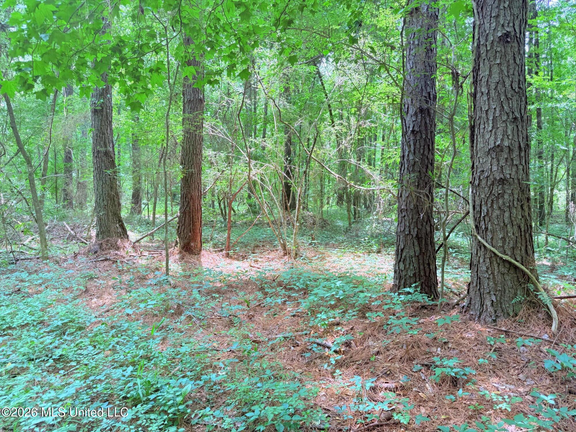 164 Potluck Road Canton, MS 39046 - Photo 25 of 25 IMG_5162