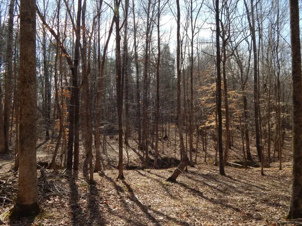 a view of outdoor space with lots of trees
