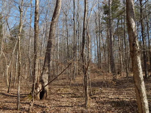 a view of a yard with large trees