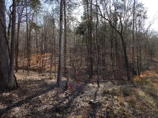 a view of a forest with lots of trees
