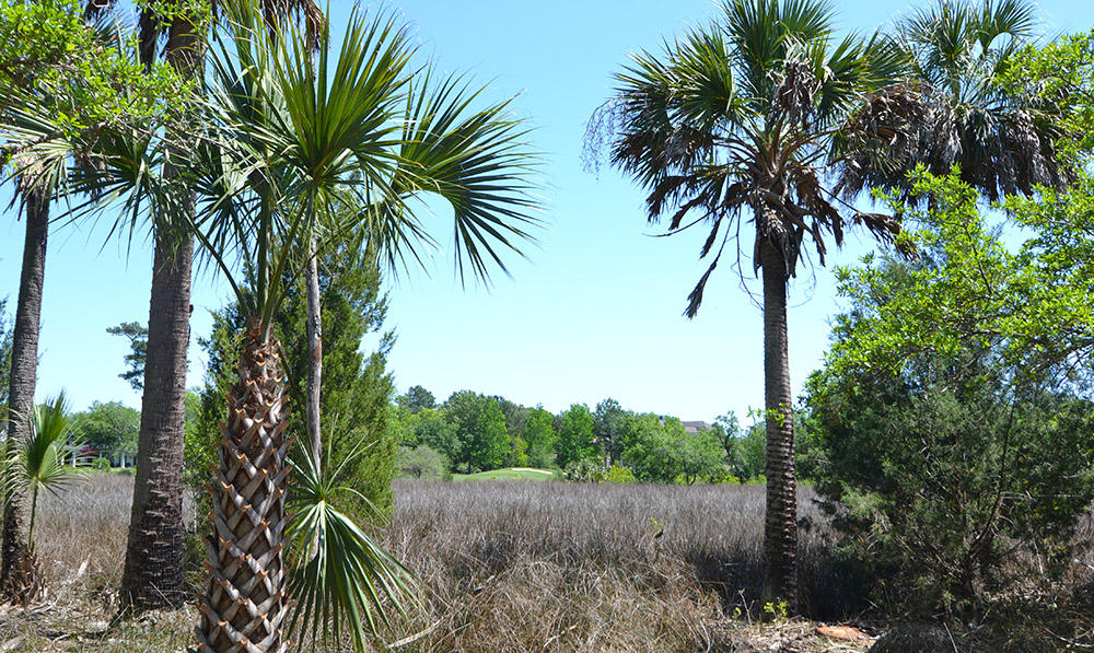 58 Watroo Point Charleston, SC 29492 - Photo 8 of 8 DSC_0278 web