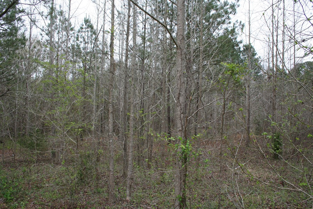 6388 Cobbham Road Appling, GA 30802 - Photo 10 of 35
