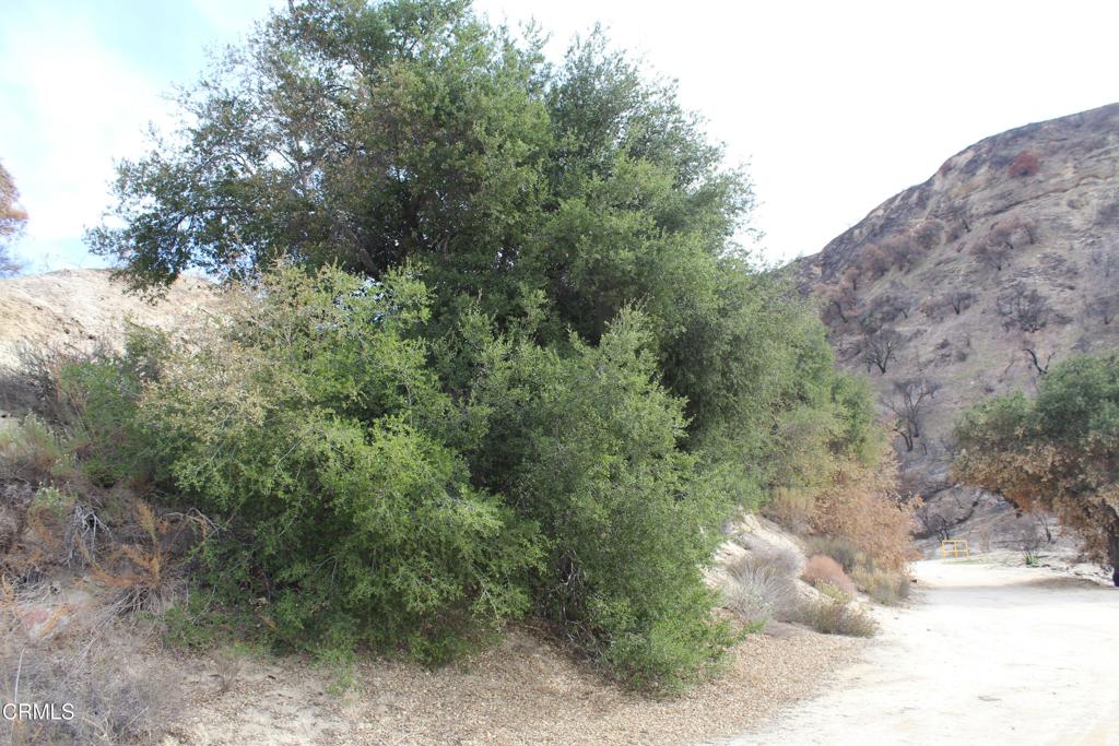 a view of a forest with trees