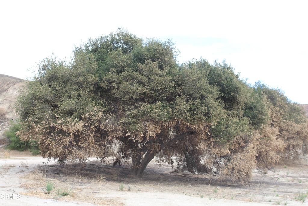 31029 Hasley Canyon Road Castaic, CA 91384 - Photo 14 of 25 a view of a yard with large trees