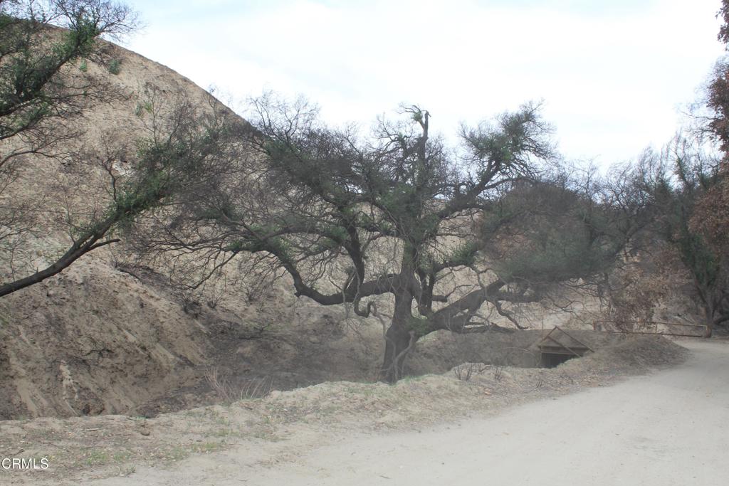 31029 Hasley Canyon Road Castaic, CA 91384 - Photo 20 of 25 a view of a dry yard with trees in the background