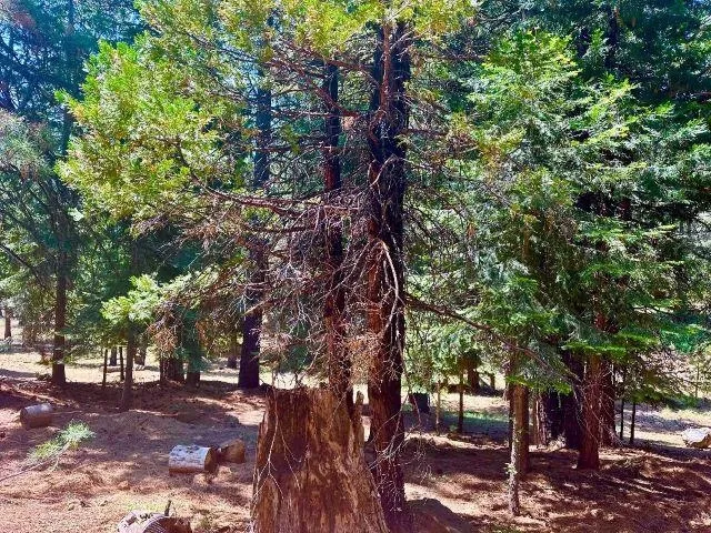 a backyard of a house with lots of trees