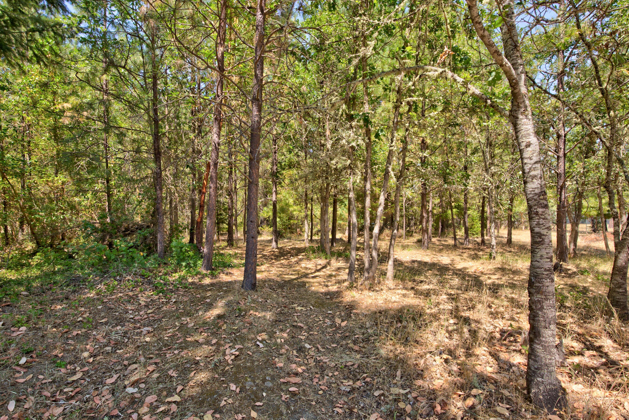 1750 East Fork Road Williams, OR 97544 - Photo 26 of 31 Woods to wander in..