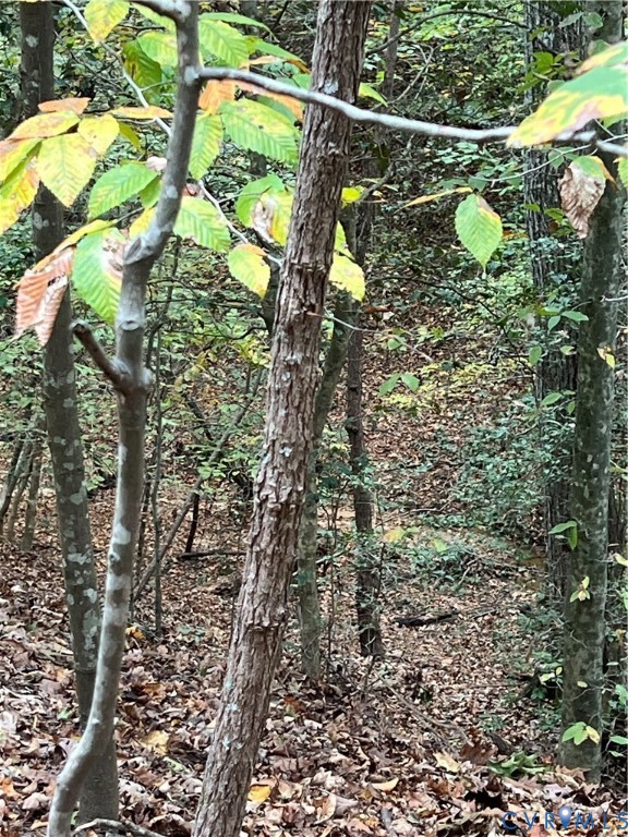 10565 Continental Road Quinton, VA 23141 - Photo 16 of 19 a picture of a tree