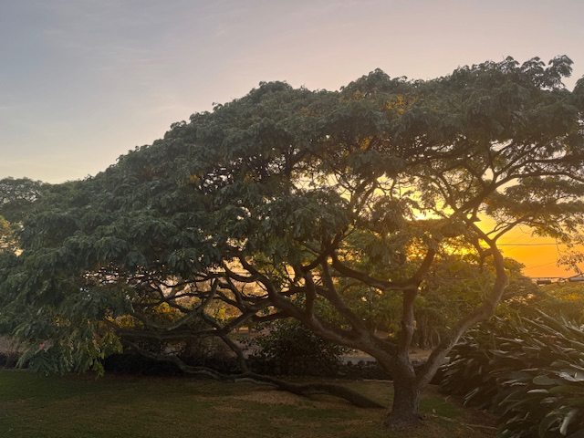 78-6745 Walua Road Kailua-Kona, HI 96740 - Photo 23 of 23 a view of mountain view with lots of trees