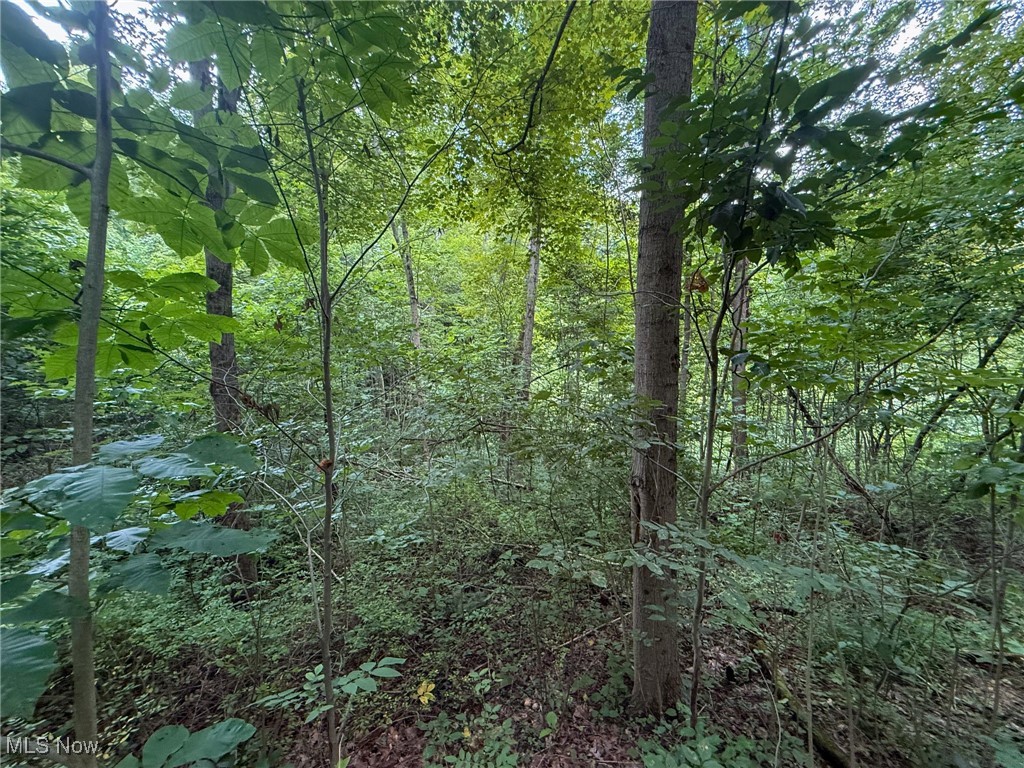 Sand Hill Road Bellaire, OH 43906 - Photo 21 of 34 View of woods