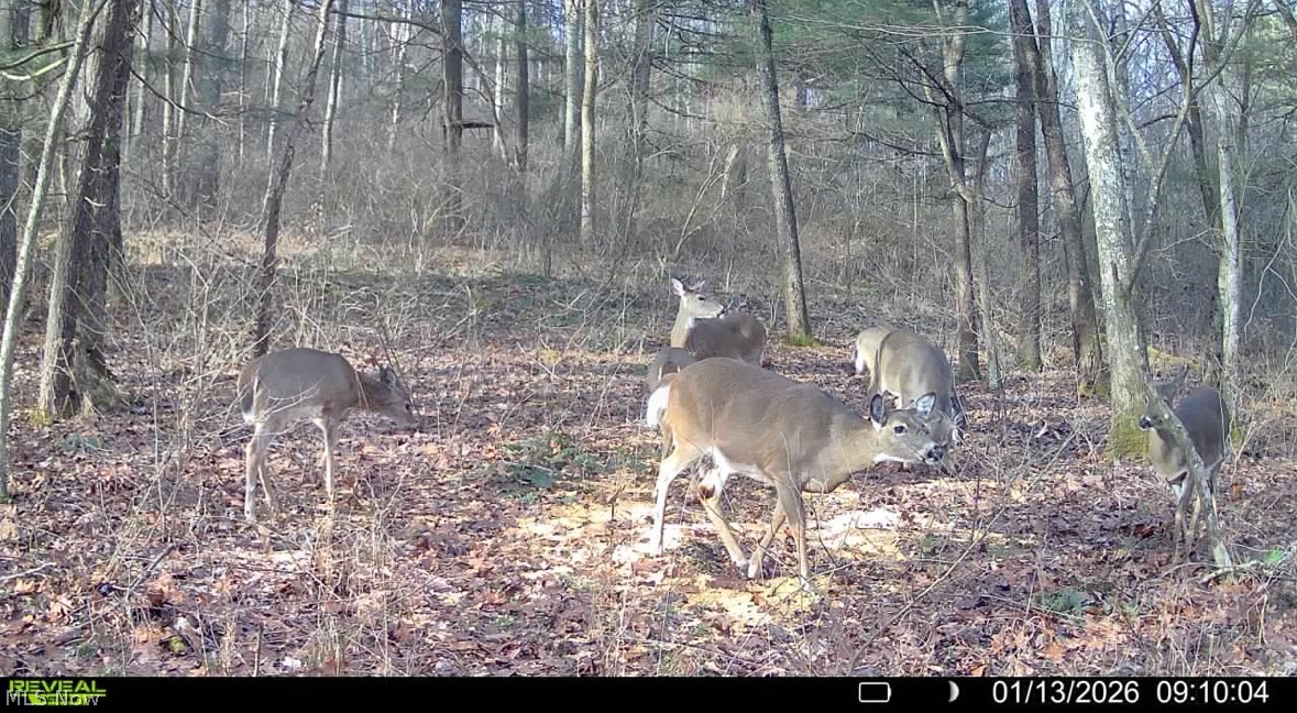 Crum Ridge Road Caldwell, OH 43724 - Photo 30 of 50