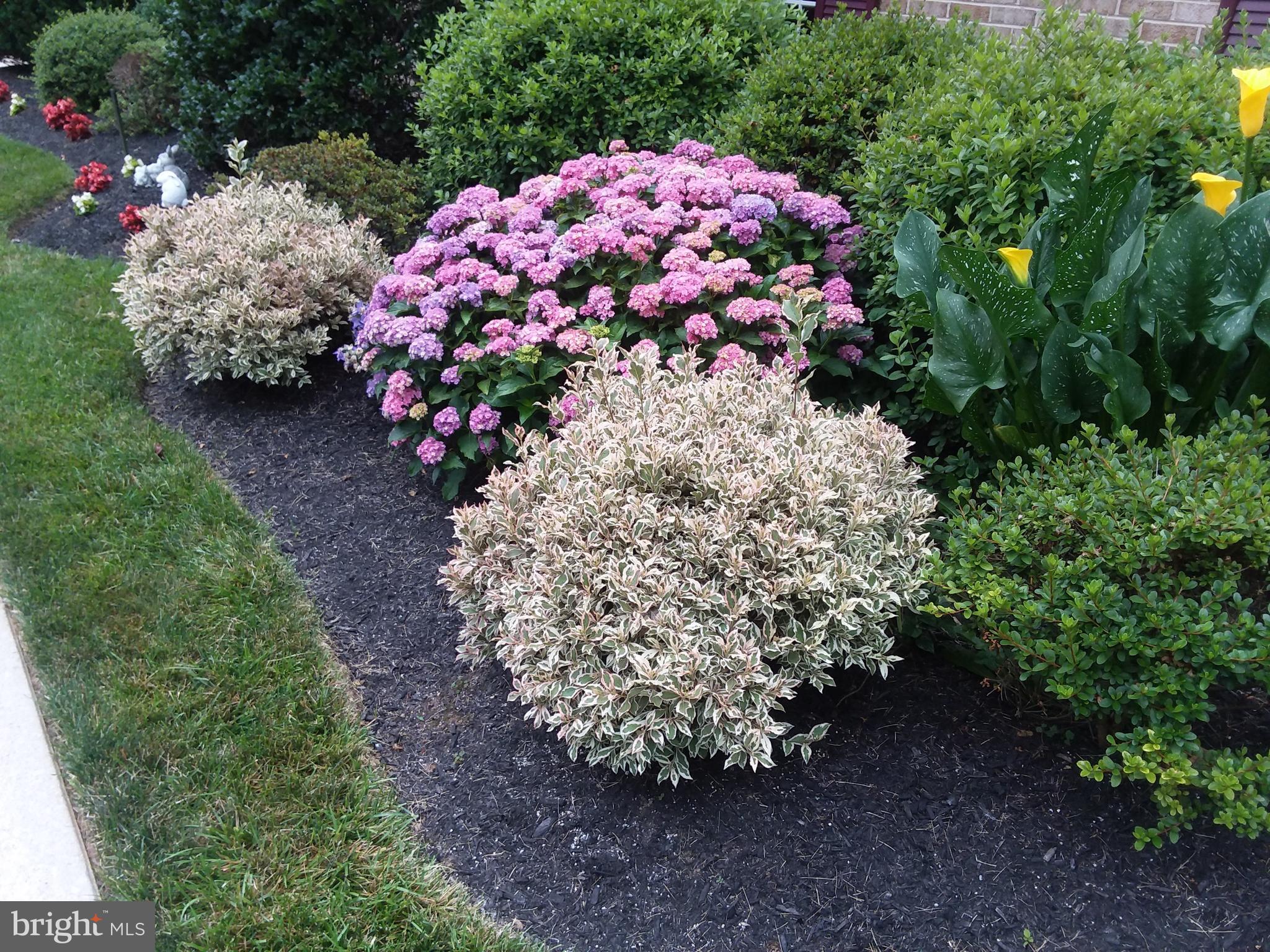 7030 Guilford Road Clarksville, MD 21029 - Photo 6 of 37 Tons of Beautiful Shrubs
