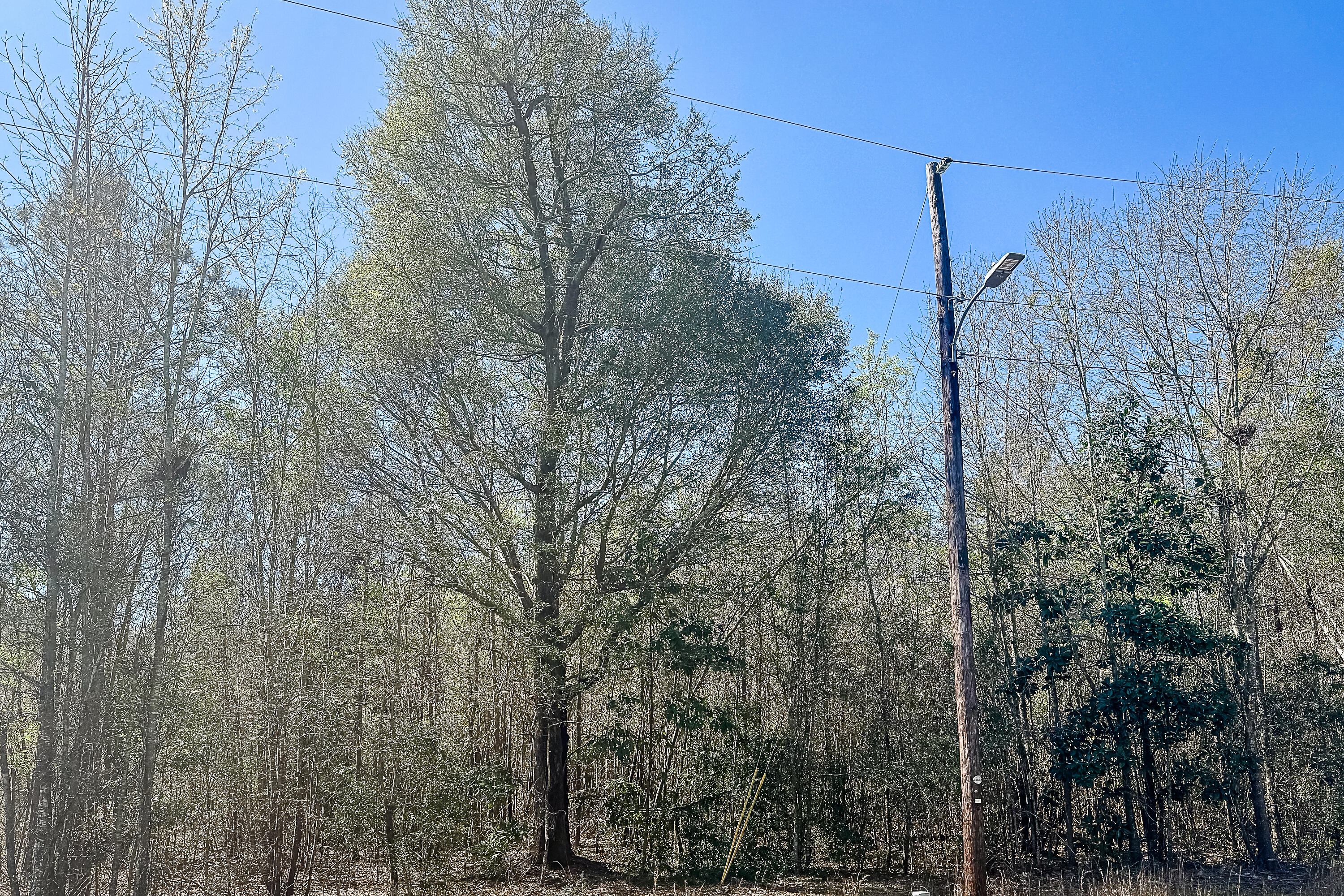 5986 Voorhees Road Denmark, SC 29042 - Photo 6 of 8 Compass South Land Sales South Carolina