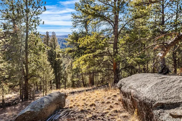 a view of a yard with plants and trees