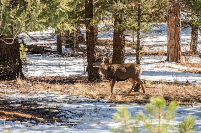 a view of a city with lots of trees