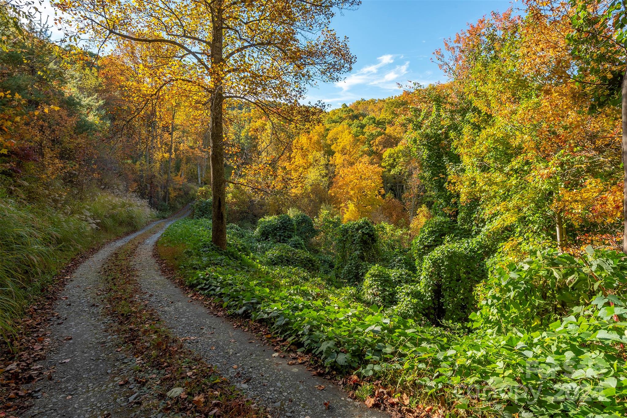 99999 Harwood Road Barnardsville, NC 28709 - Photo 1 of 21 a view of a yard with plants and large trees
