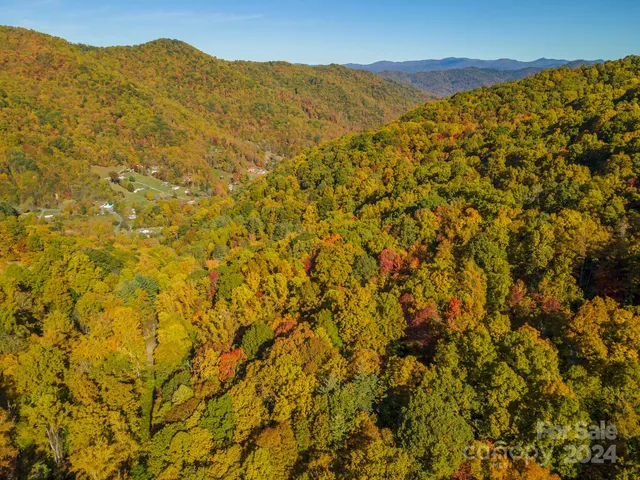 a view of a large tree