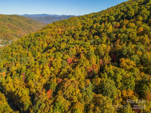 a close up of a plant