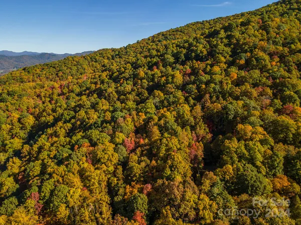 a view of a large tree