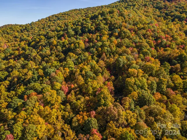 a view of a large tree