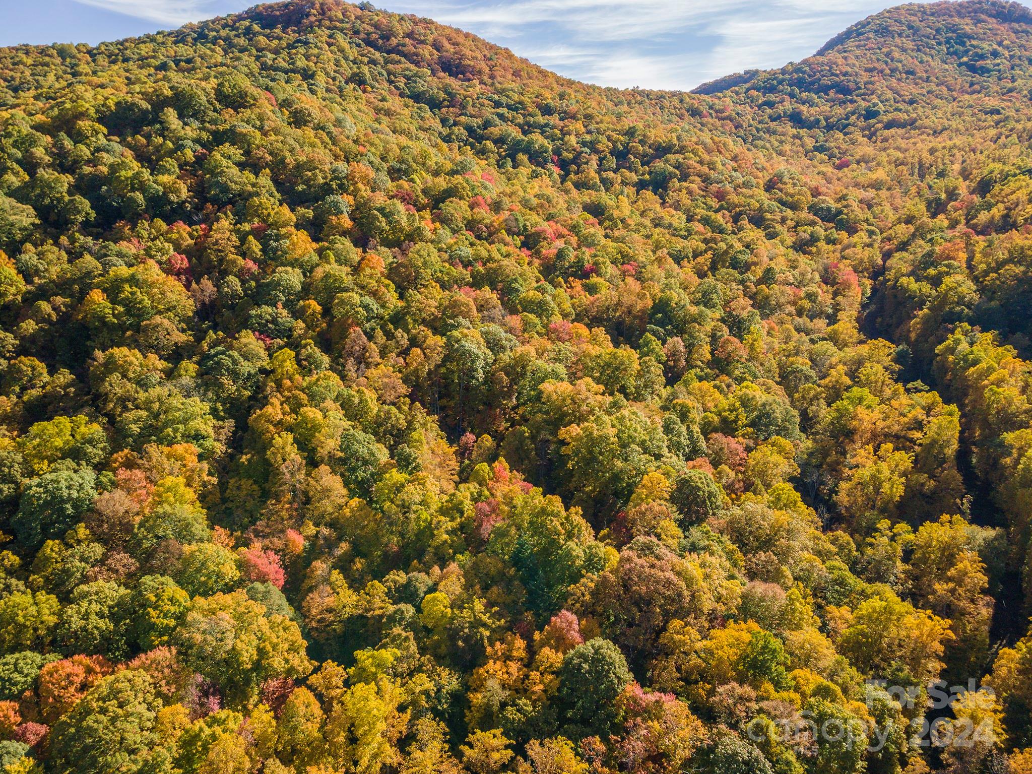 99999 Harwood Road Barnardsville, NC 28709 - Photo 19 of 21 a view of a large tree