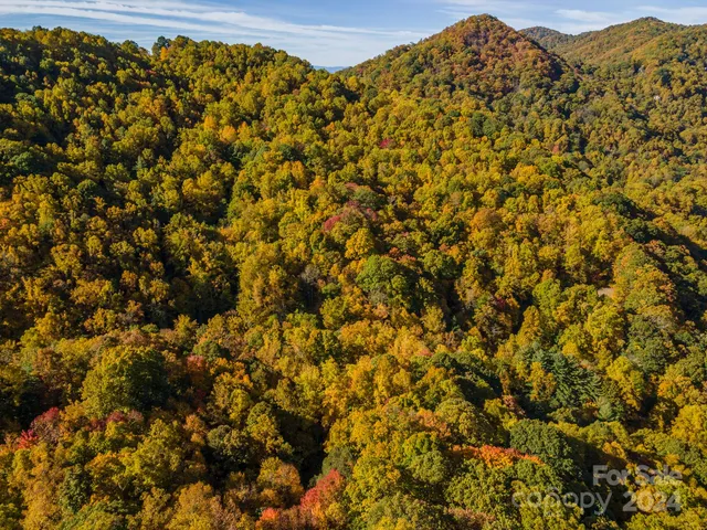 a view of a large tree