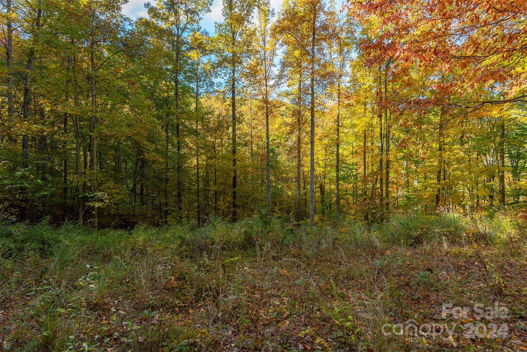 99999 Harwood Road Barnardsville, NC 28709 - Photo 6 of 21 a view of a yard with large trees