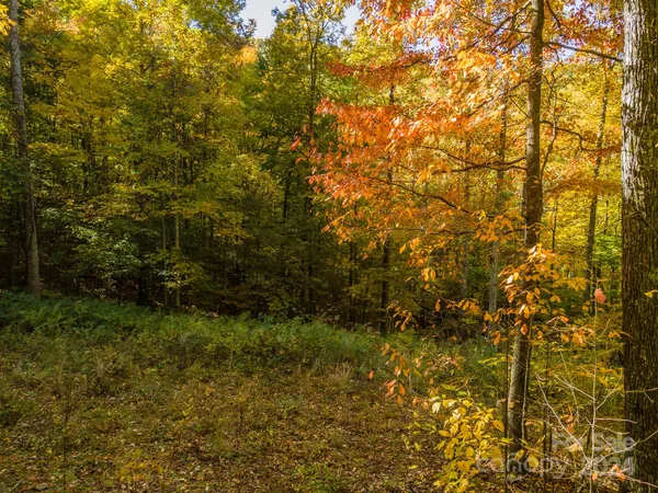 a view of a large tree