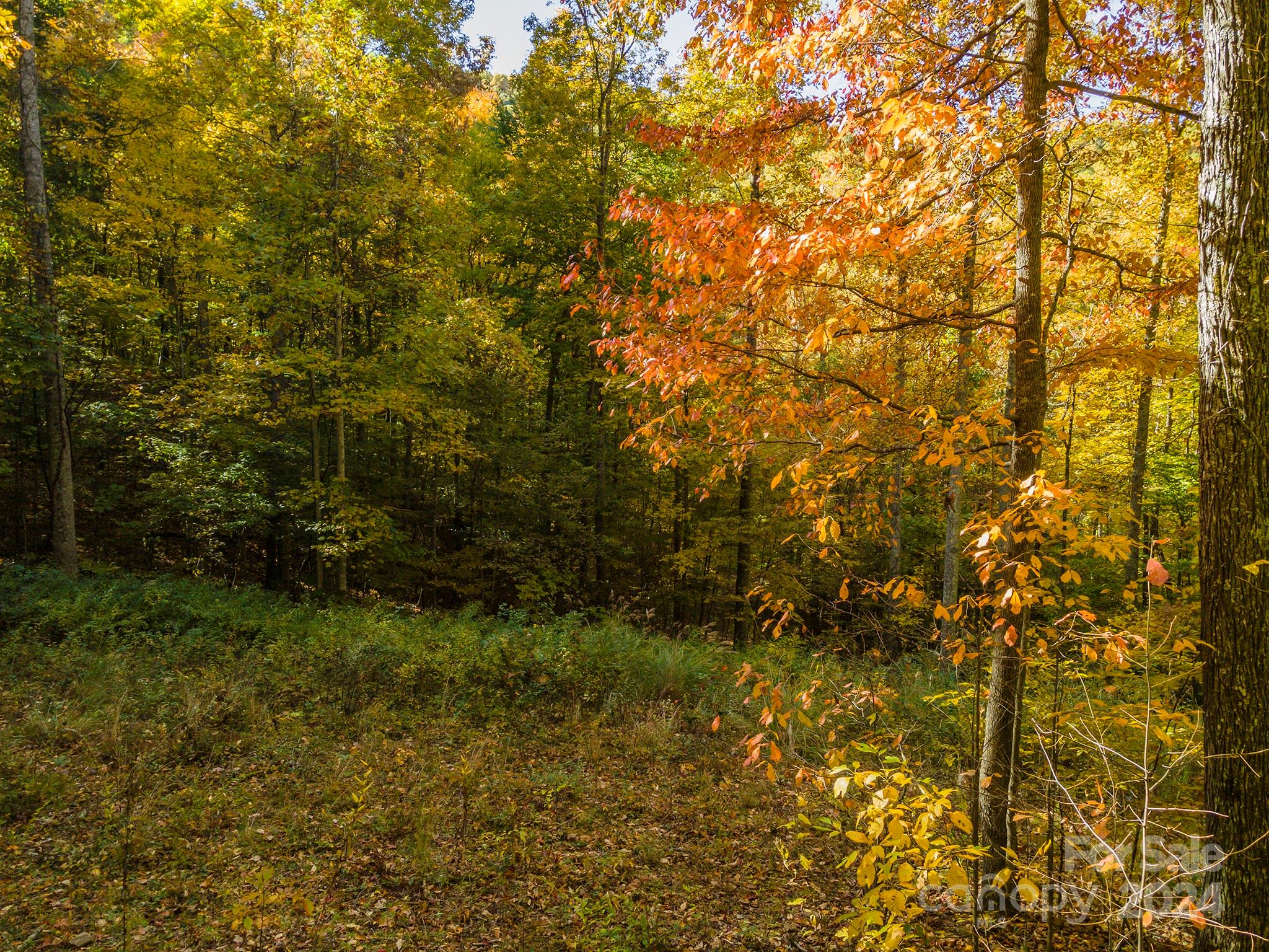 99999 Harwood Road Barnardsville, NC 28709 - Photo 7 of 21 a view of a yard with plants and large trees