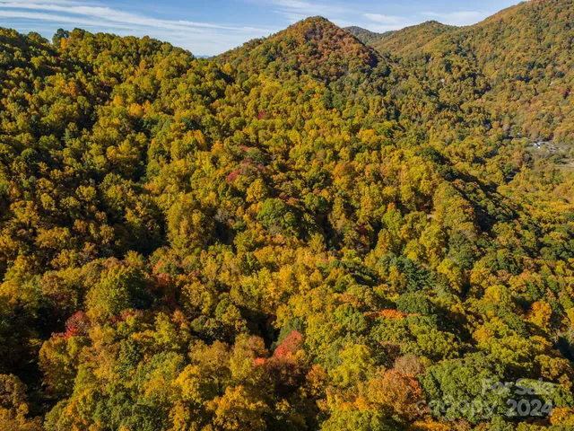 a view of a large tree