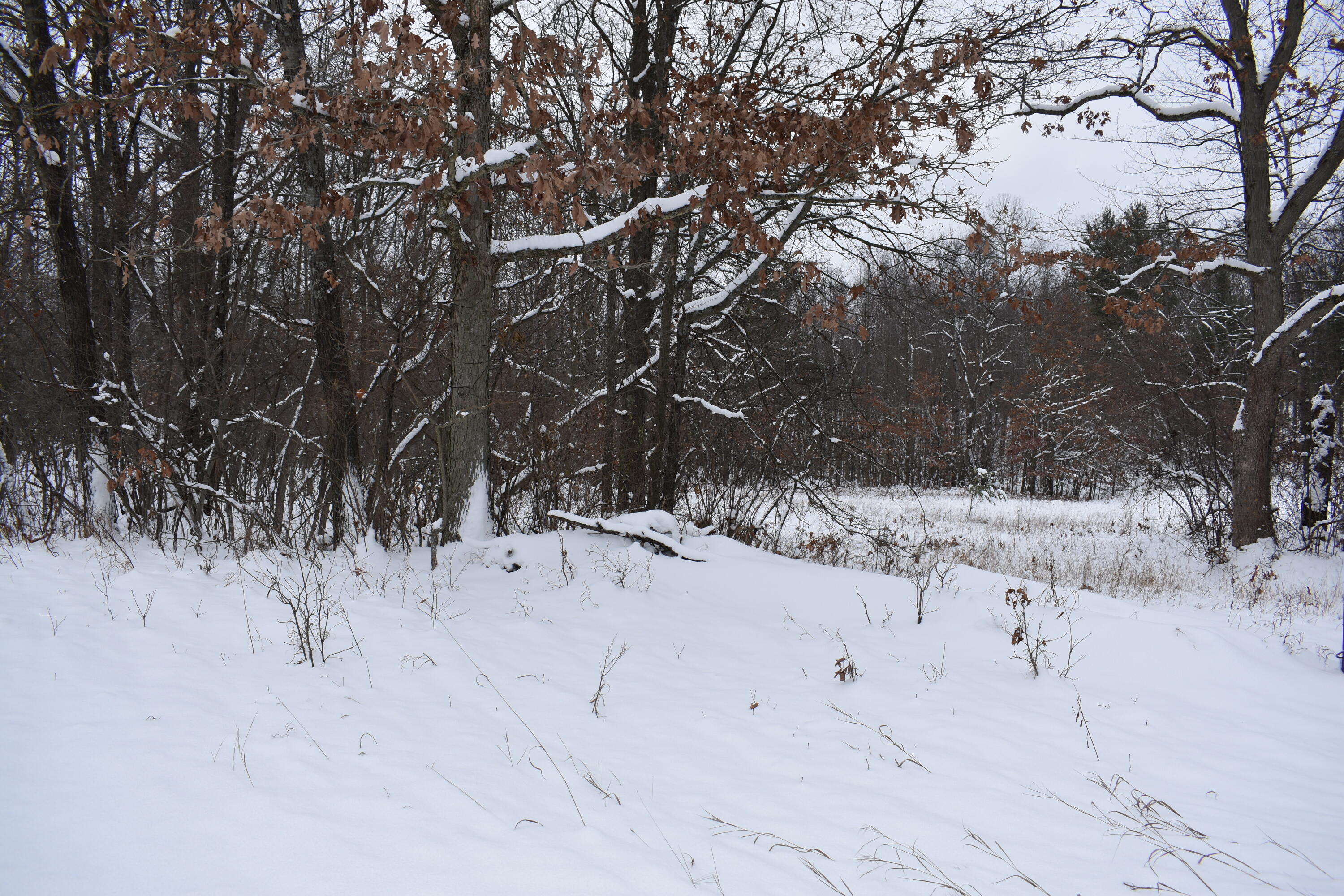 0 Clements Road Brethren, MI 49619 - Photo 2 of 11 DSC_0514