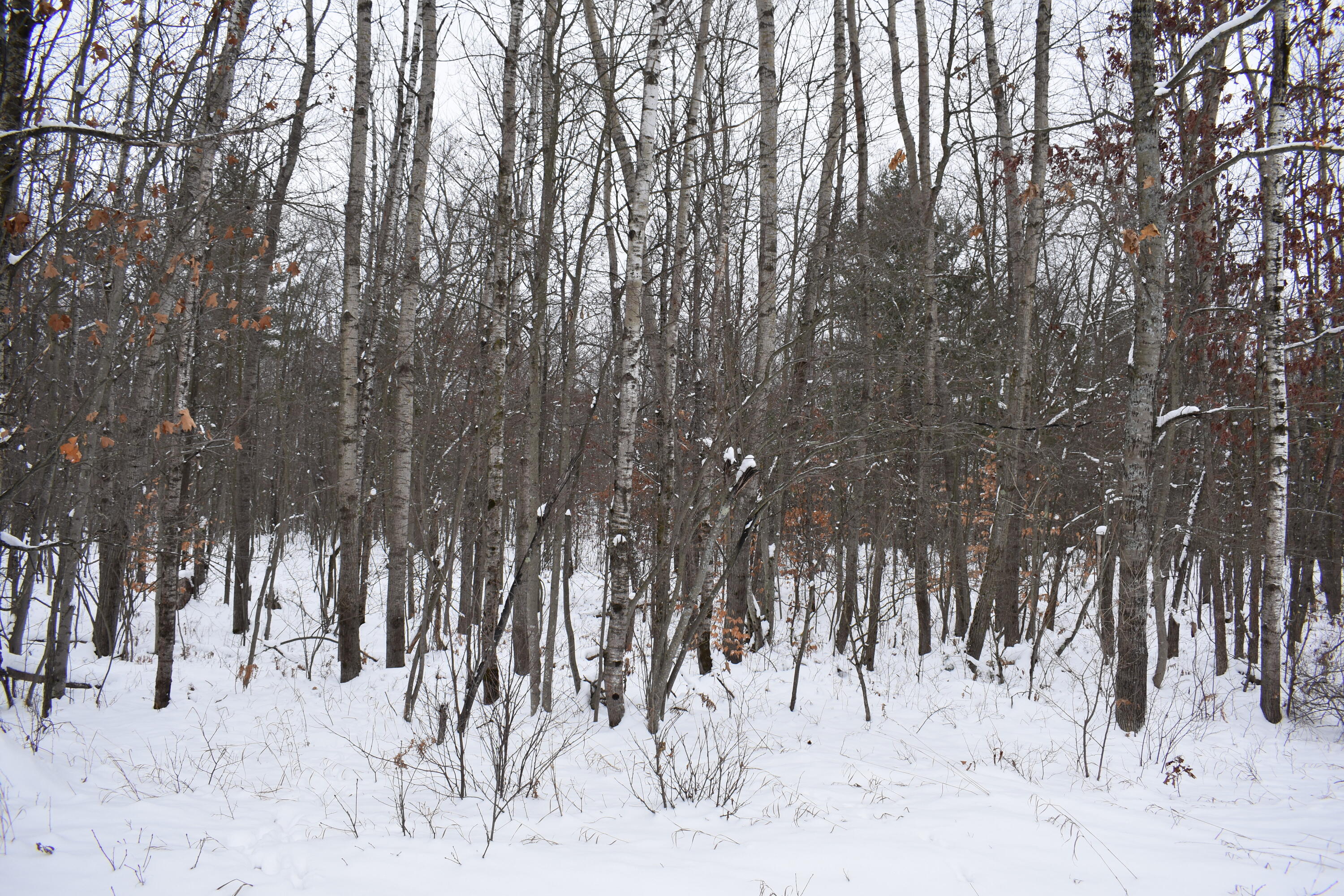 0 Clements Road Brethren, MI 49619 - Photo 5 of 11 DSC_0518