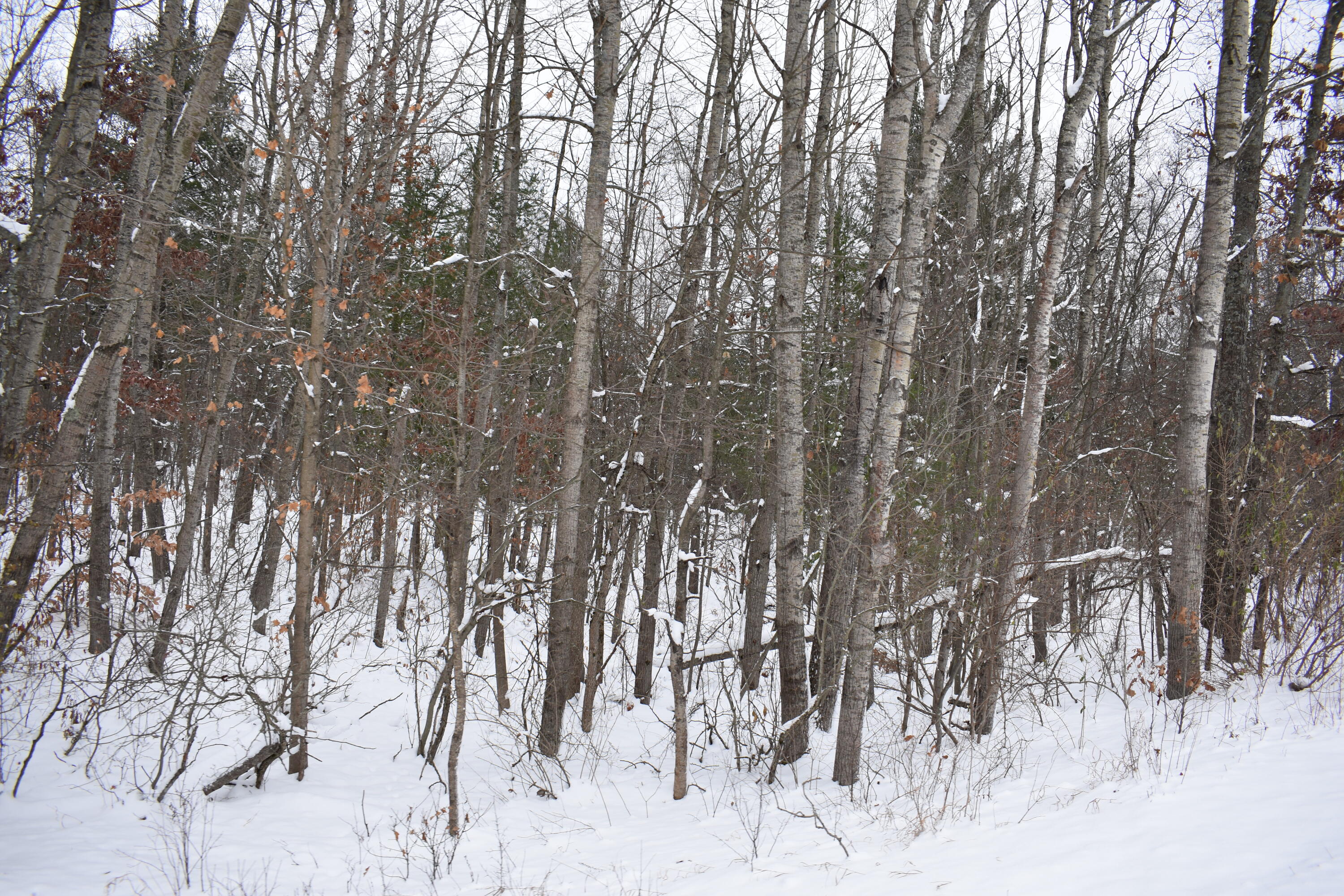 0 Clements Road Brethren, MI 49619 - Photo 6 of 11 DSC_0519