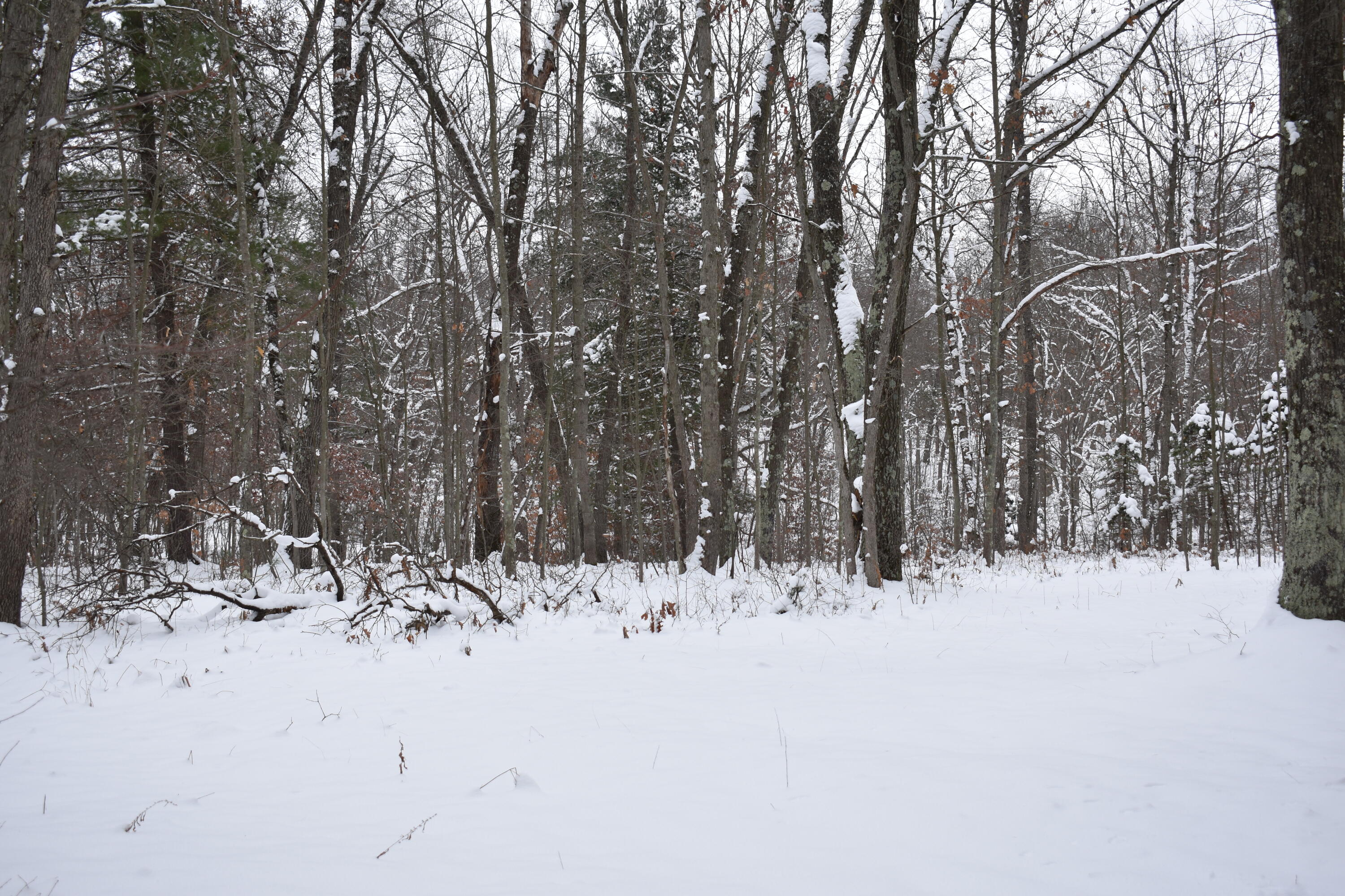 0 Clements Road Brethren, MI 49619 - Photo 8 of 11 DSC_0522