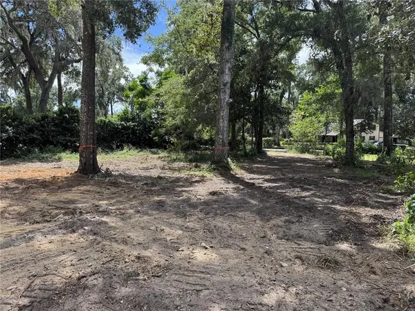 a view of a tree with a tree