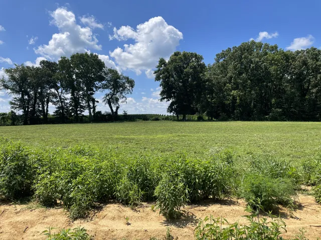 a view of a garden with a house in the background