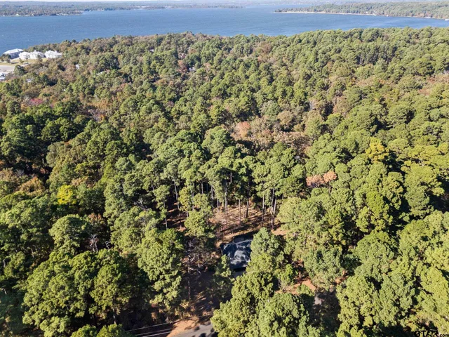 a view of a yard with plants and trees