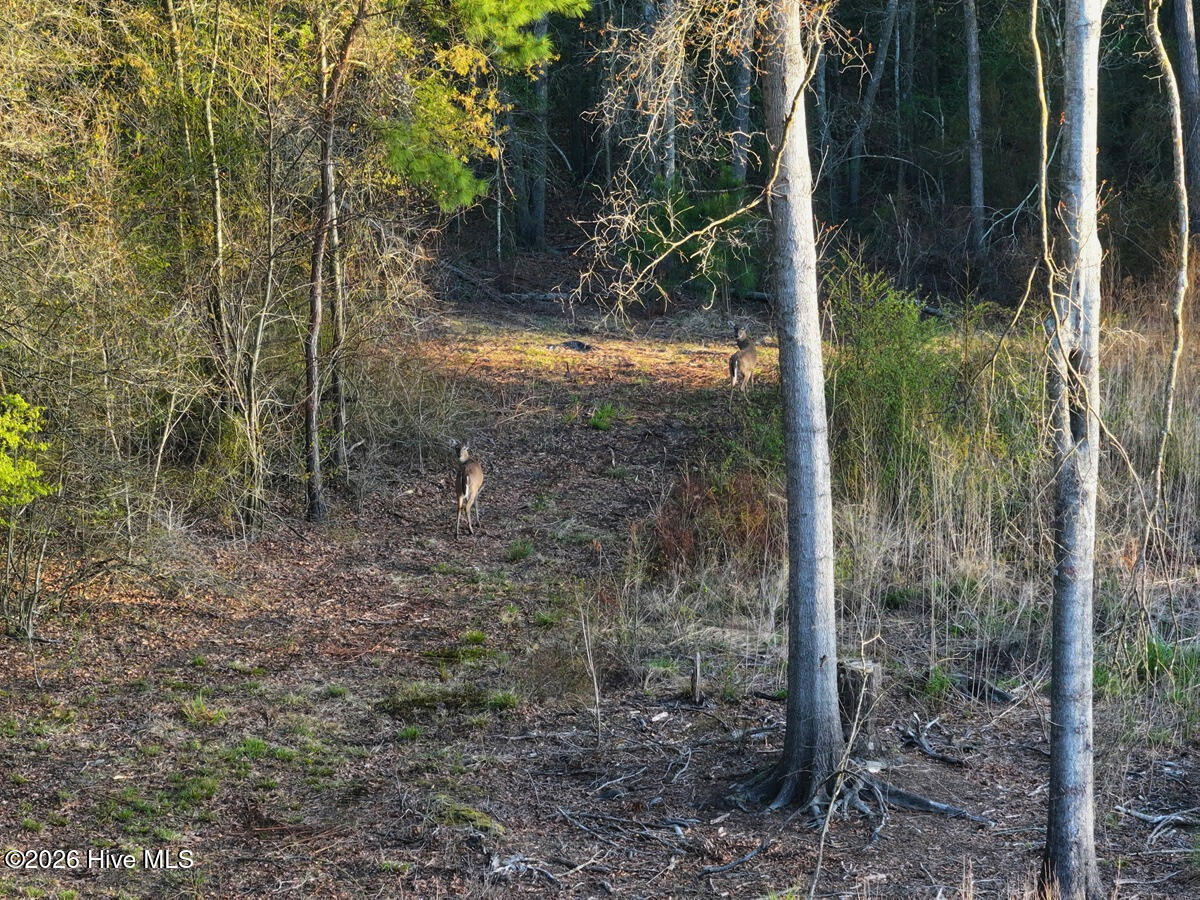 0 Durwood Evans Road Beulaville, NC 28518 - Photo 60 of 68 60. Whitetail Deer