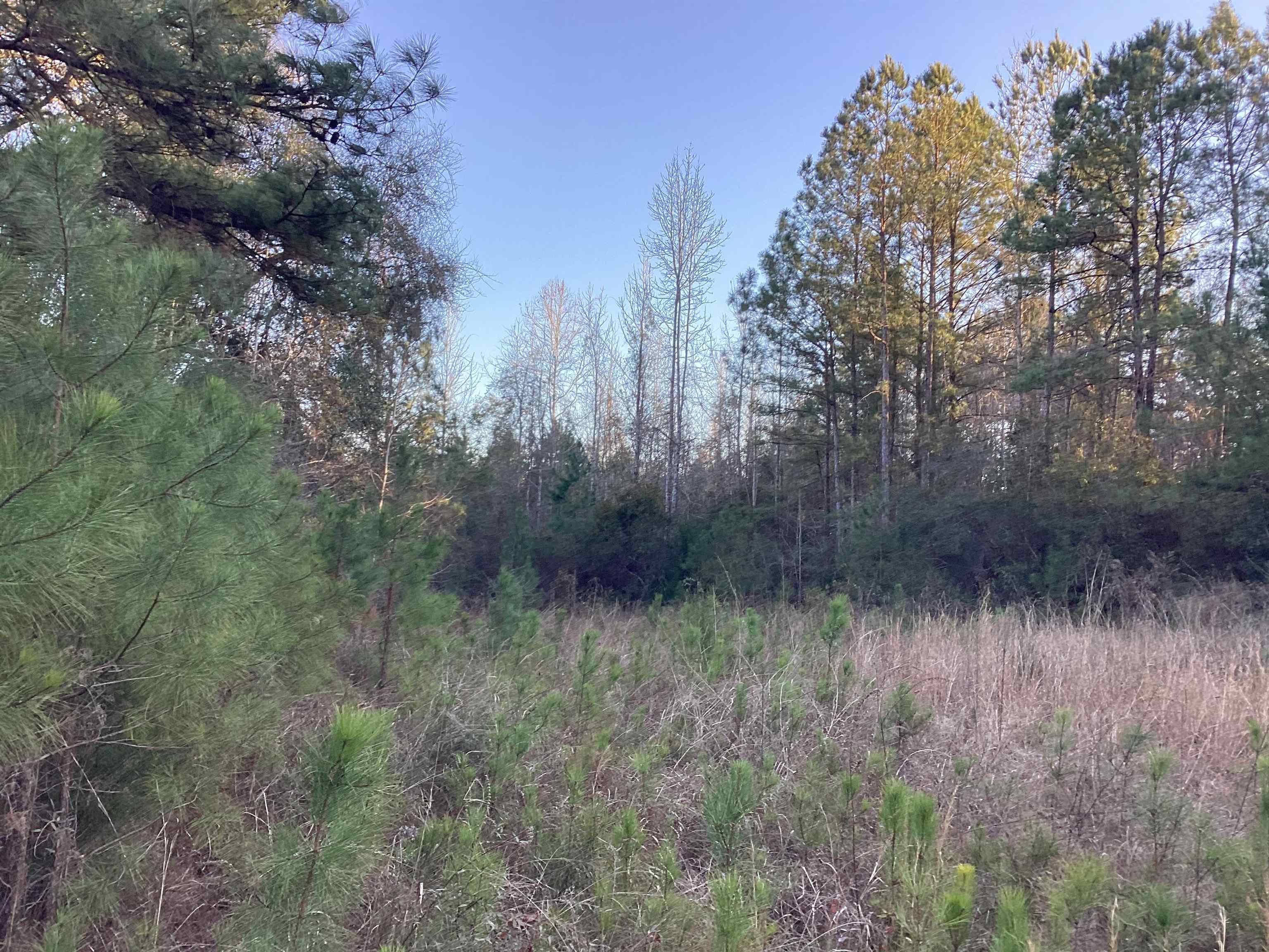 20 McIntyre Road Andalusia, AL 36420 - Photo 3 of 11 Gallery Image 3
