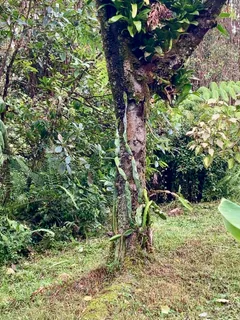 $239,000 | 11-2662 Ala Naualani Road, Mountain View, HI 96771