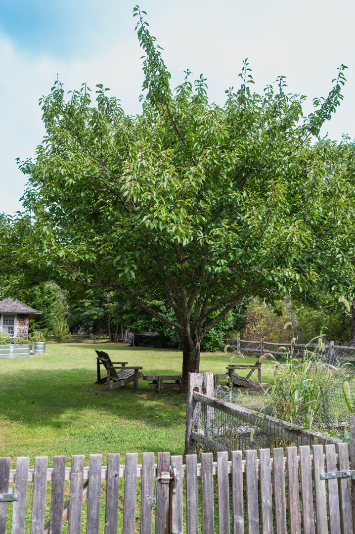 10 Danls Way West Tisbury, MA 02568 - Photo 30 of 41 a green field with trees in the background