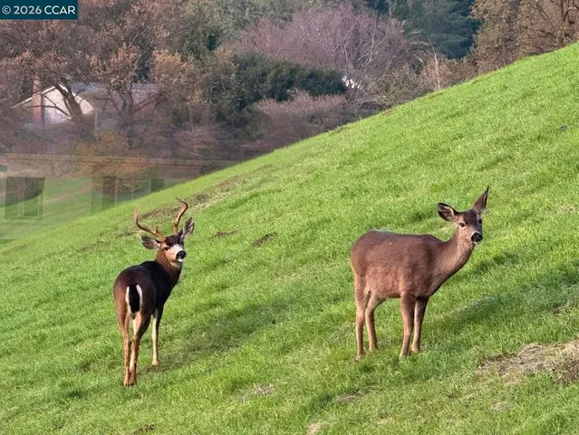 $7,200 | 44-44 Pulido Court, Danville, CA 94526