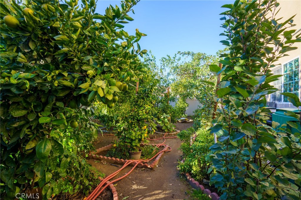 1553 West Ceres Street Rialto, CA 92376 - Photo 53 of 73 a view of a tree in a garden