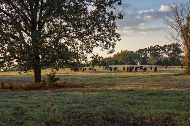 a view of grassy field with trees