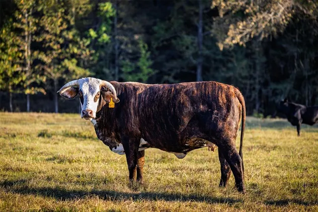 a view of outdoor space yard and swimming pool