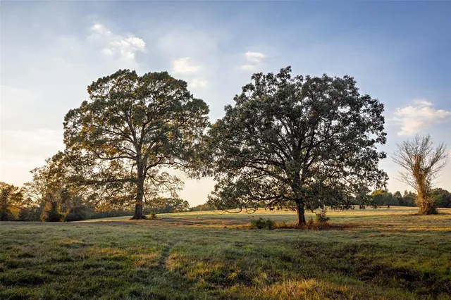 a big yard with lots of trees