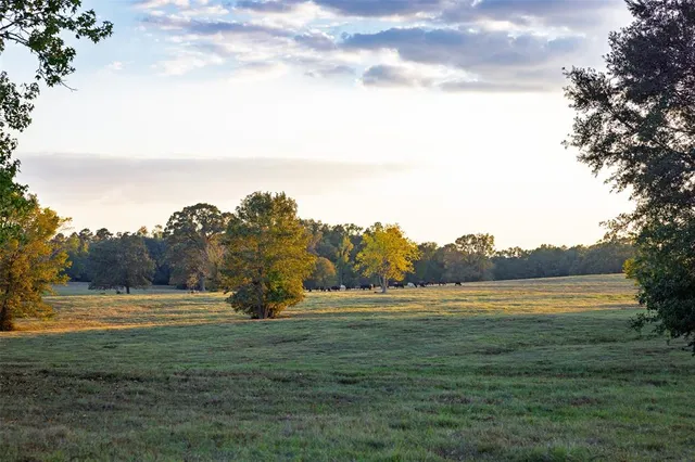 a view of a field with an ocean