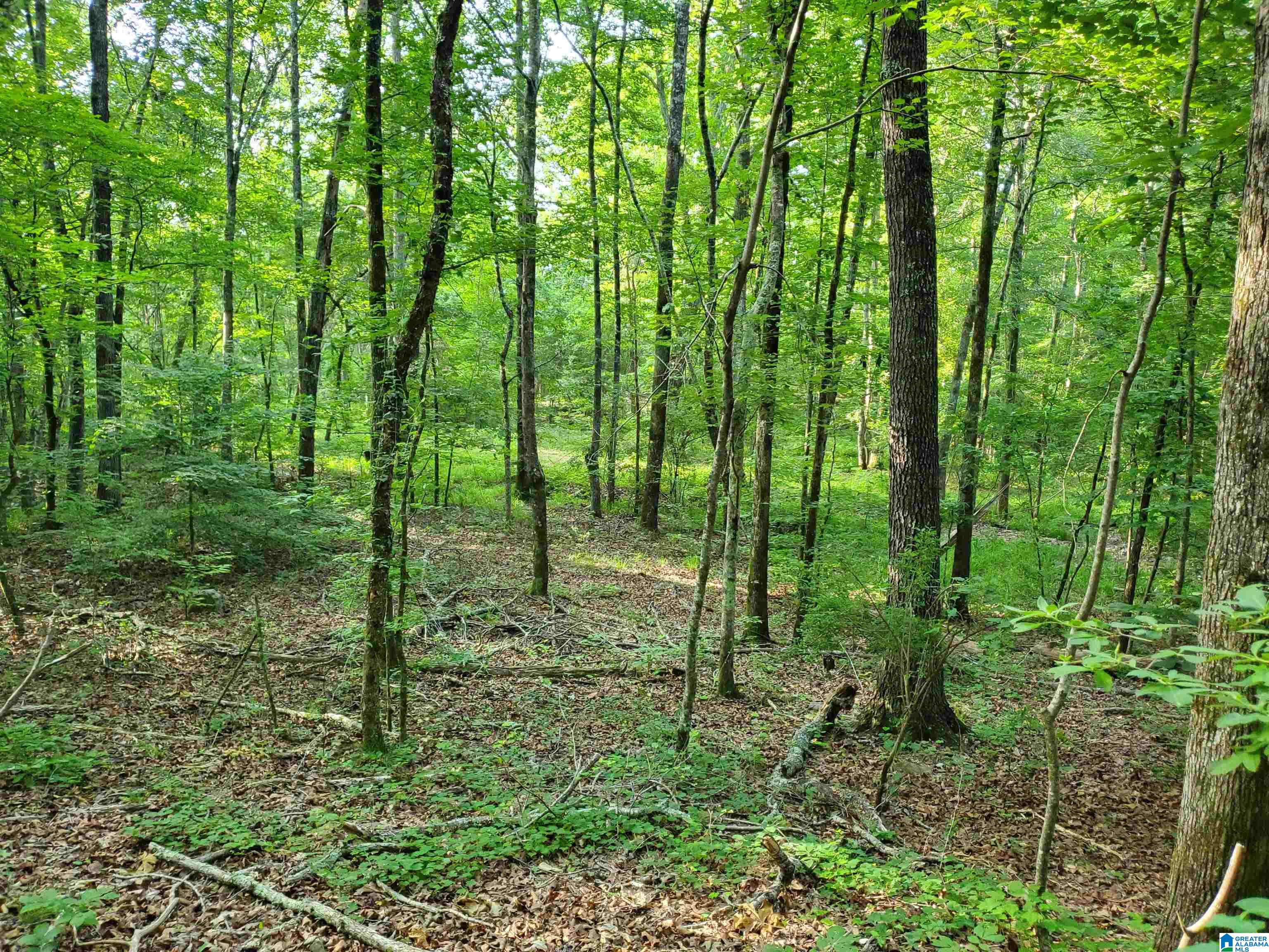 Shoal Creek Road Ashville, AL 35953 - Photo 6 of 6