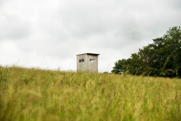 a view of a yard with plants and large trees