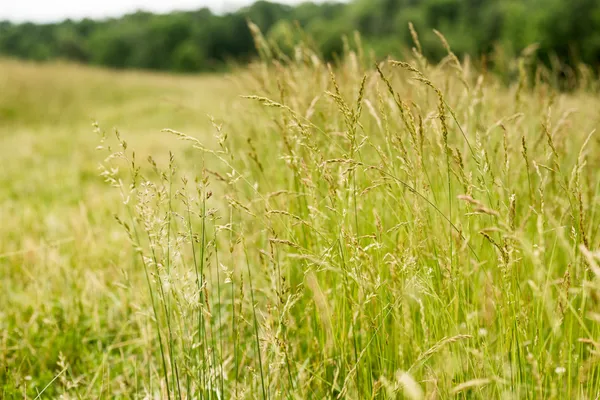a view of a golf course with a yard